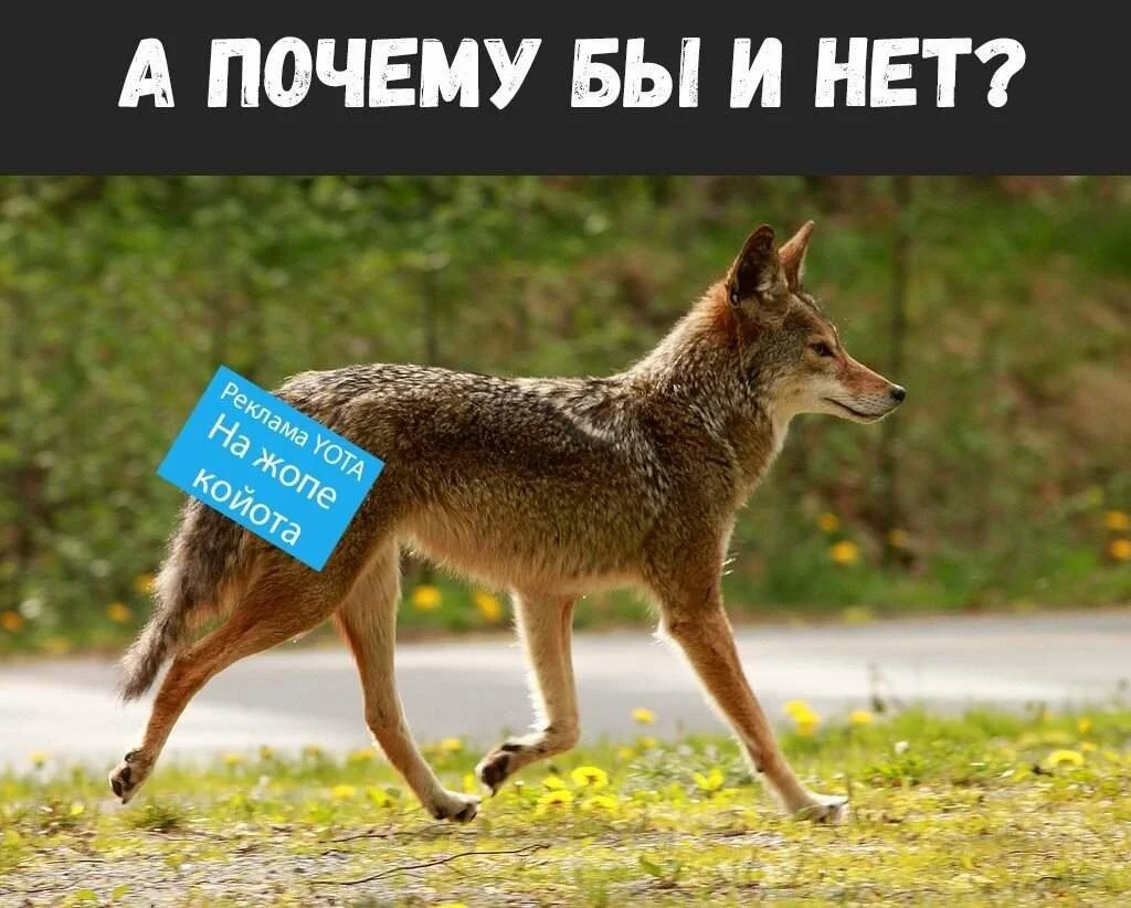 Смешная реклама: как использовать юмор, мемы в рекламе. 40+ смешных примеров «Тинькофф», YOTA, IKEA и других